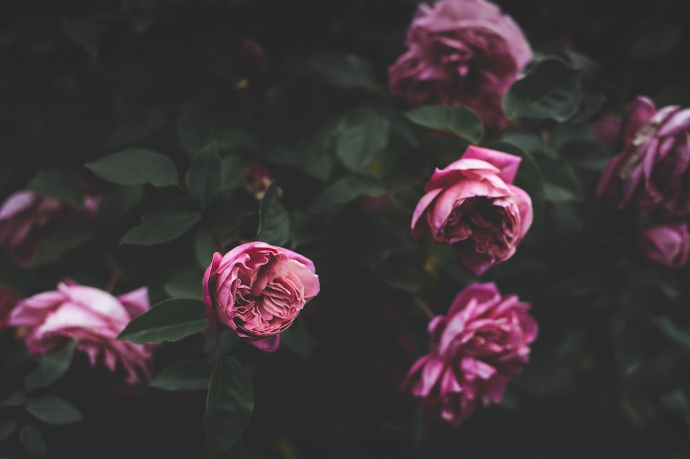 selective photography of pink petaled flowers