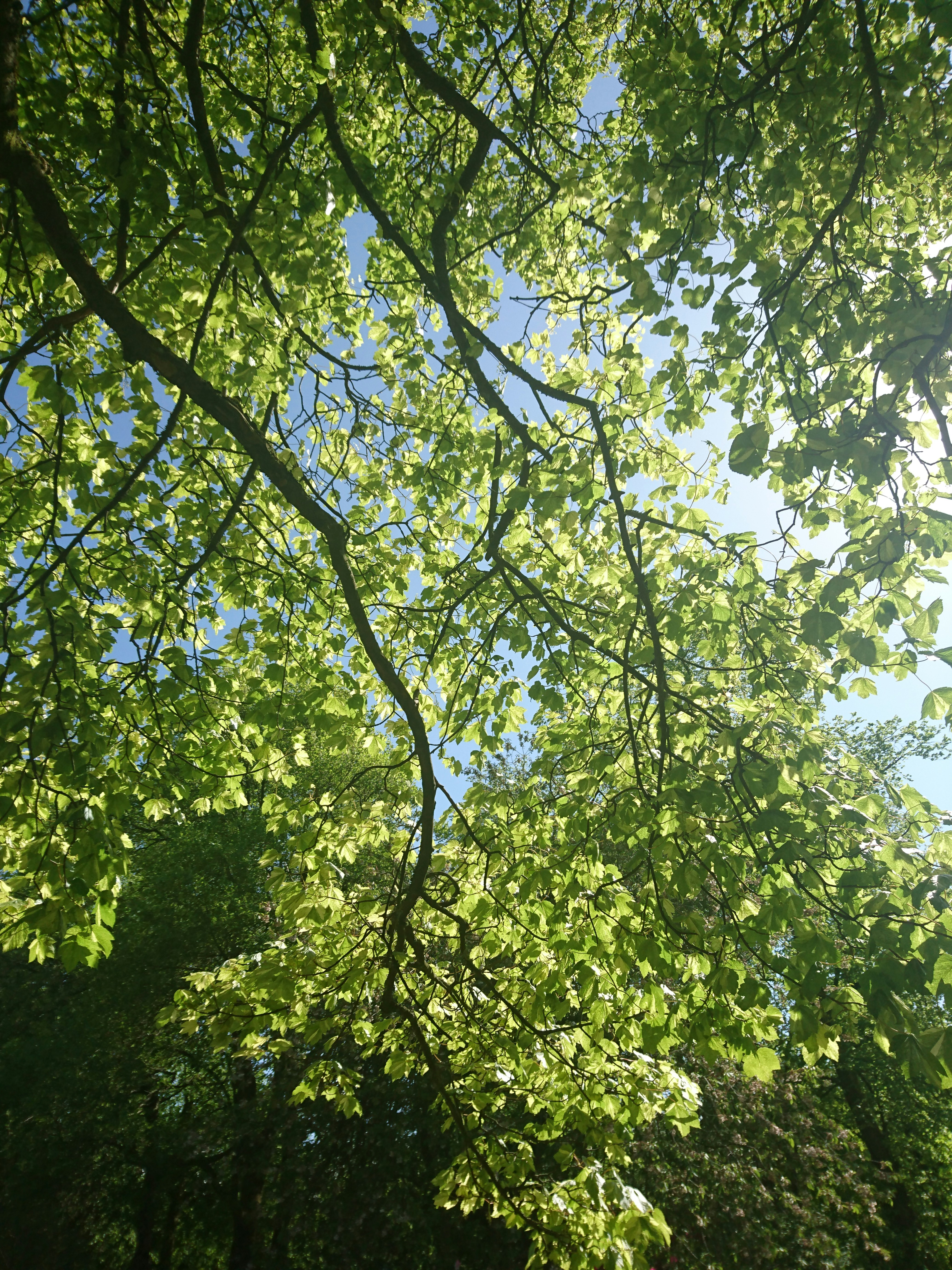 Free Unsplash photo from Priyark UPADHYAY