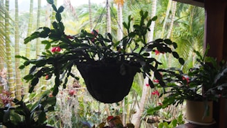 A lush green hanging plant with dark green leaves and small red flowers is suspended from a chain, prominently displayed against a backdrop of a garden with various tropical plants and palm trees.