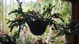 A lush green hanging plant with dark green leaves and small red flowers is suspended from a chain, prominently displayed against a backdrop of a garden with various tropical plants and palm trees.