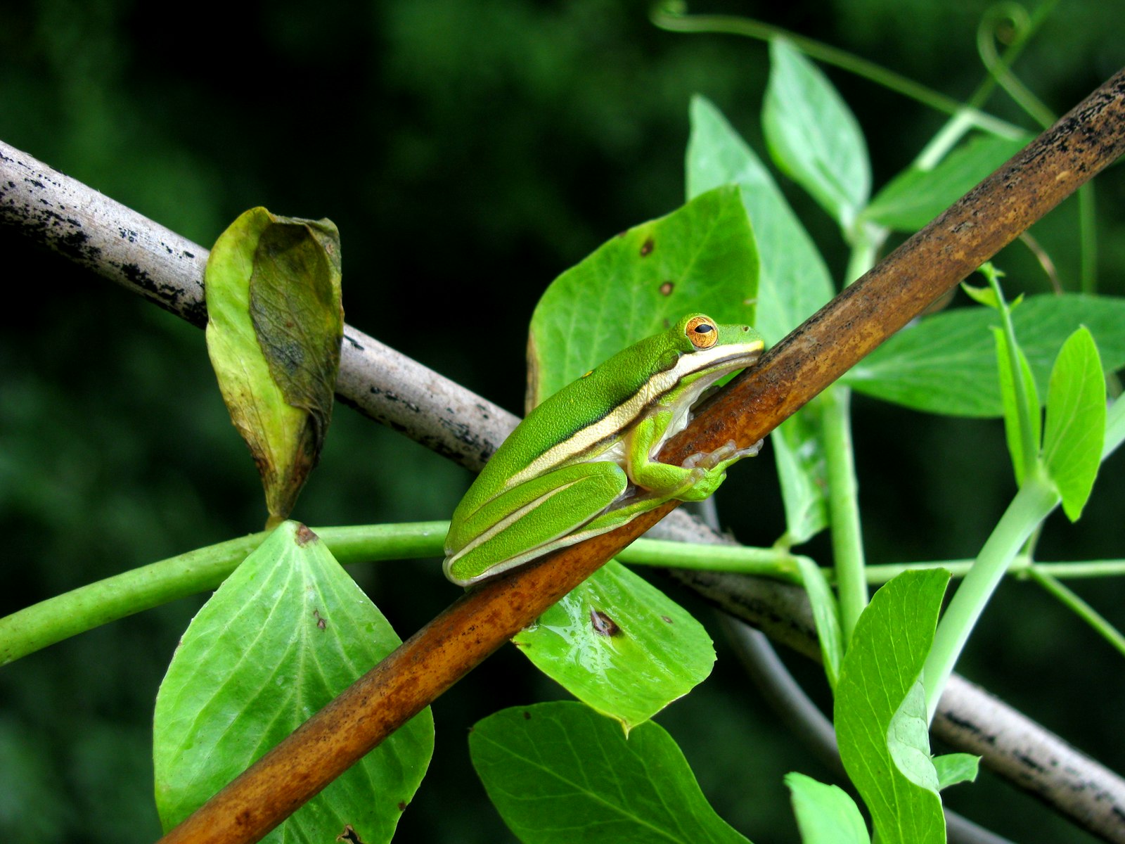 Canon POWERSHOT SX100 IS sample photo. Tree frog on branch photography
