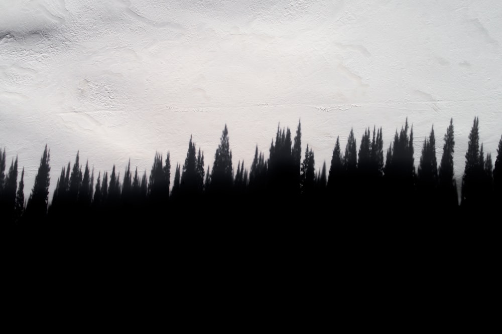 silhouette of trees