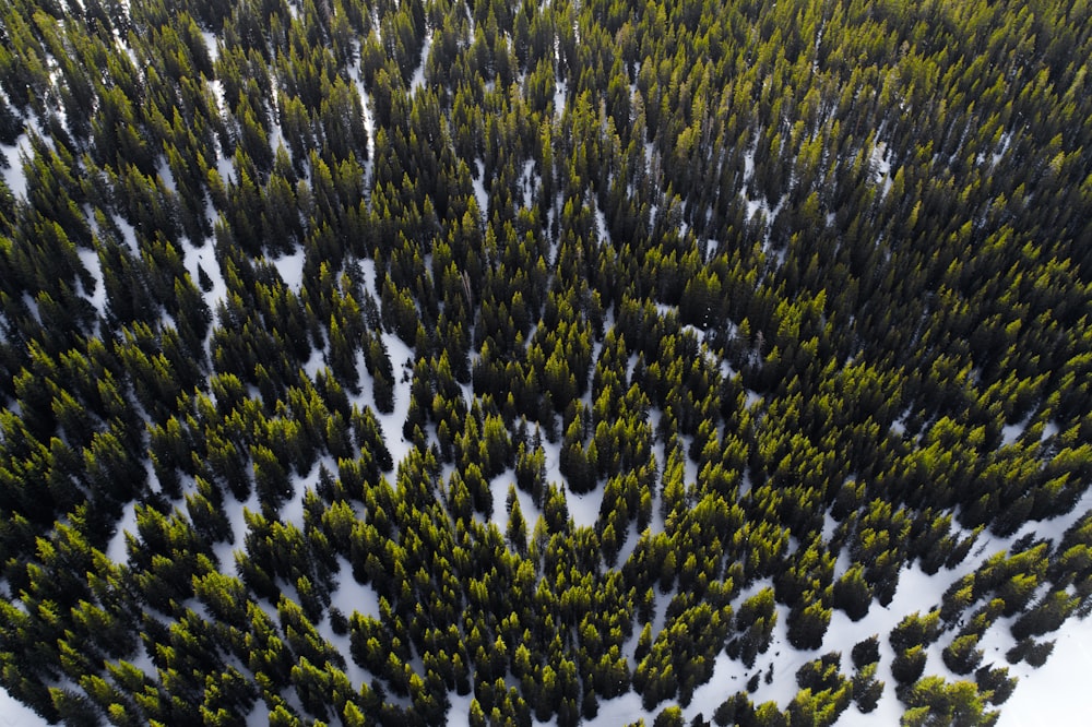 Photographie aérienne d’arbres en hiver de jour