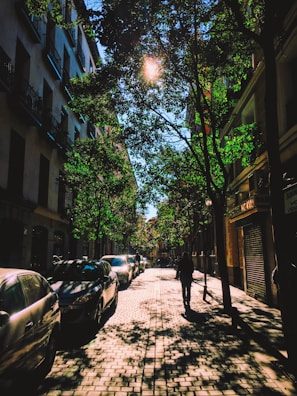 Wide, tree-lined boulevard within Neoliv Plots, basking in soft sunlight.