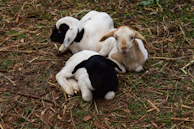 Three miniature goats curiously exploring a vibrant garden setting.