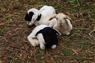 Three miniature goats curiously exploring a vibrant garden setting.