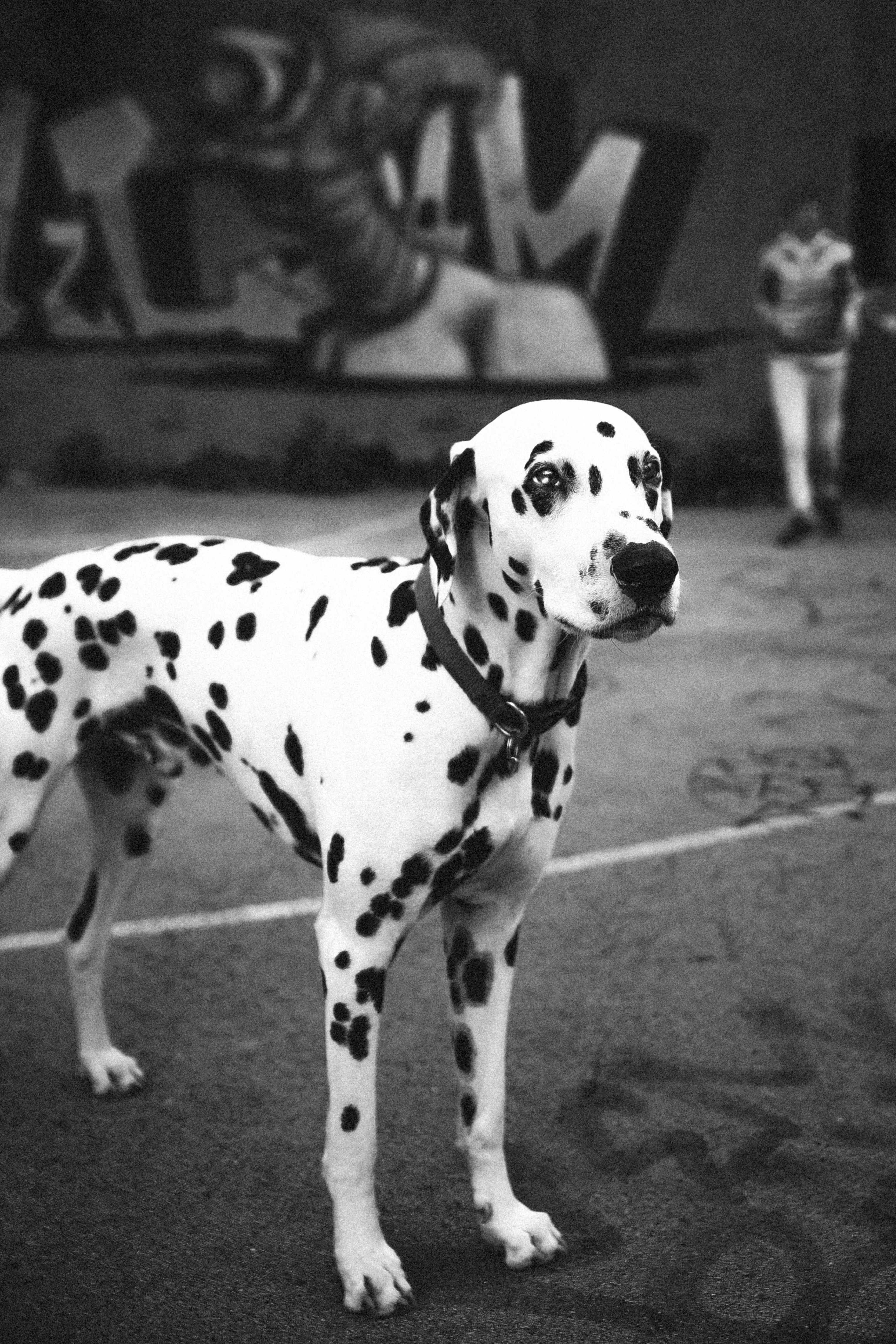 harley quinn great dane