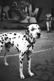 Harley Quinn great dane