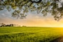 landscape photography of field