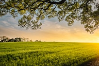 landscape photography of field