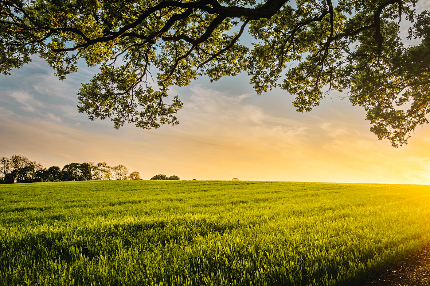Soil Health & Fertility Mapping System agricultural technology visual