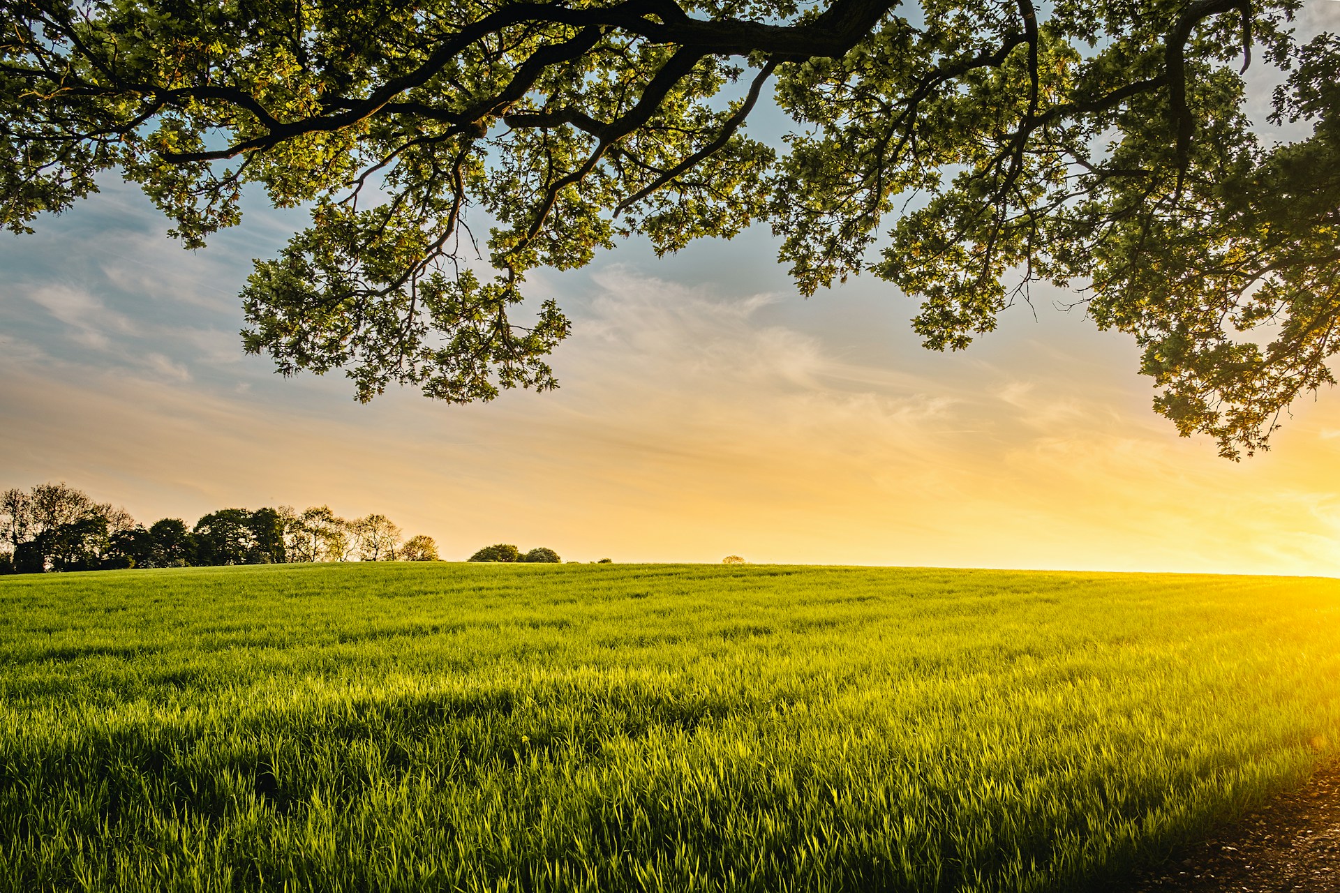 landscape photography of field