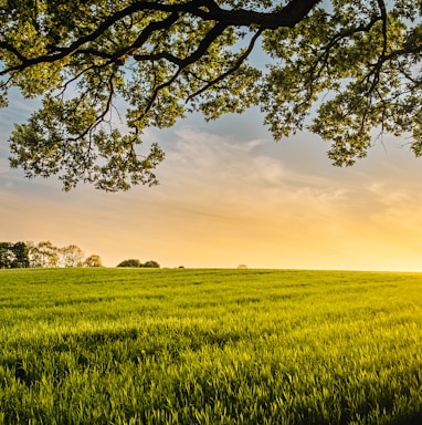 landscape photography of field