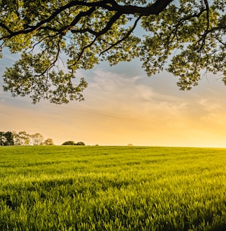 landscape photography of field