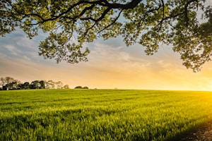 landscape photography of field