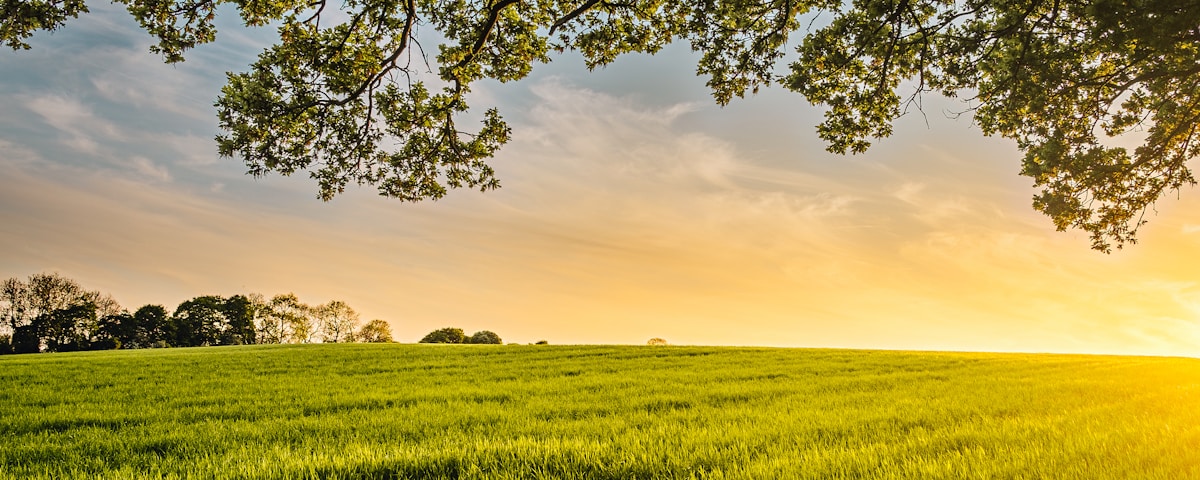 landscape photography of field