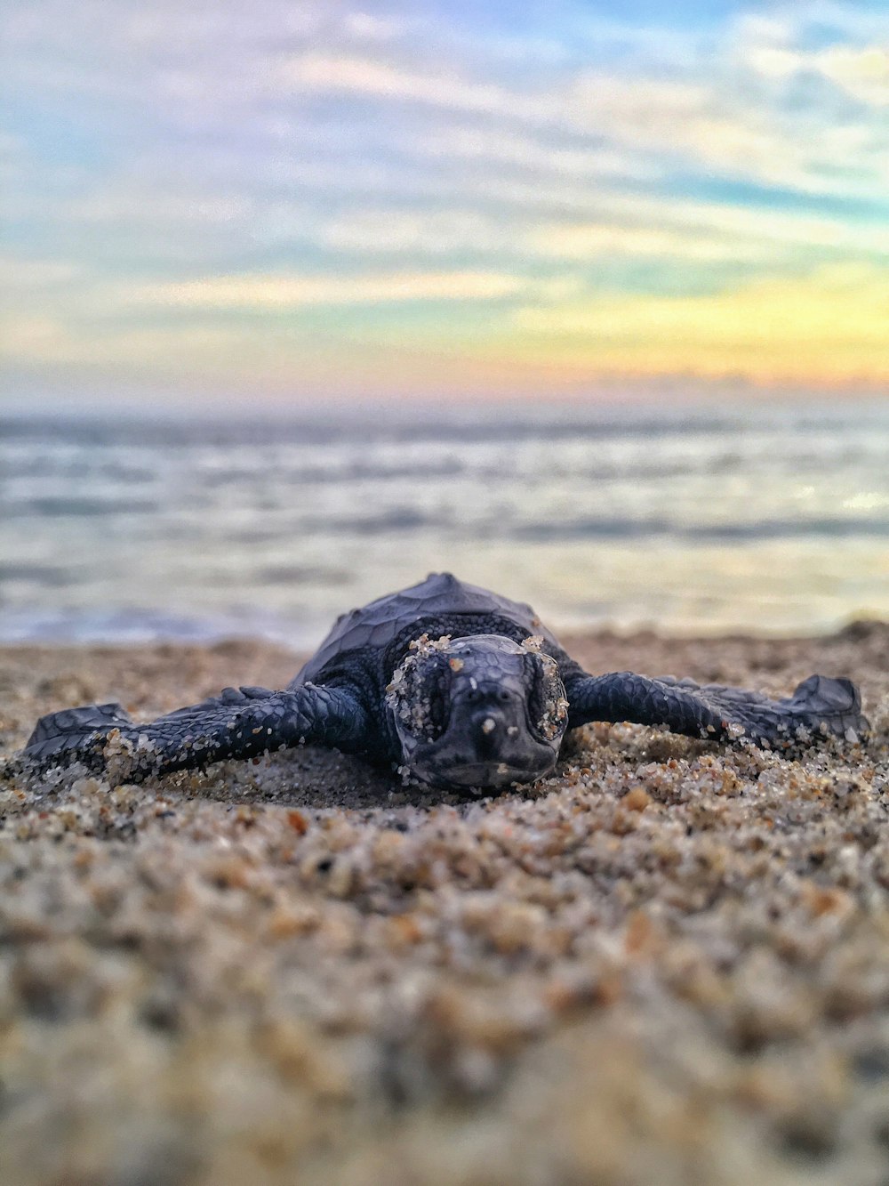 Tortuga negra a la orilla del mar