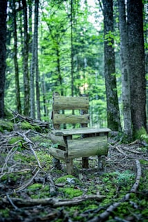 A rustic wooden chair surrounded by nature.
