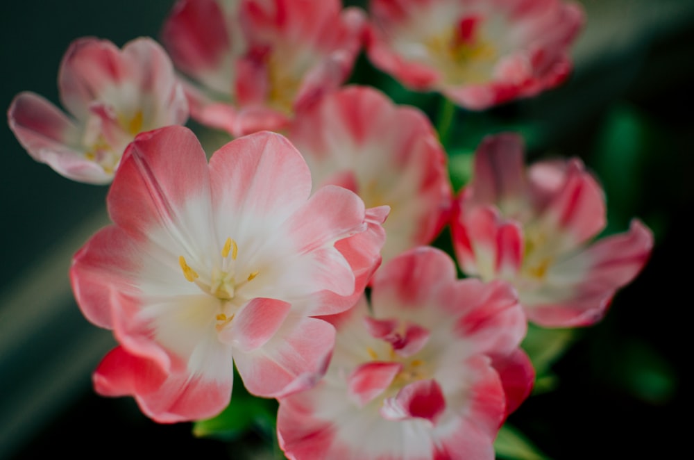 white and pink petaled flowers