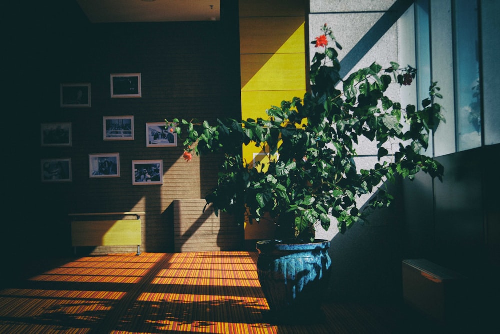 planta de hoja verde en maceta azul en la habitación