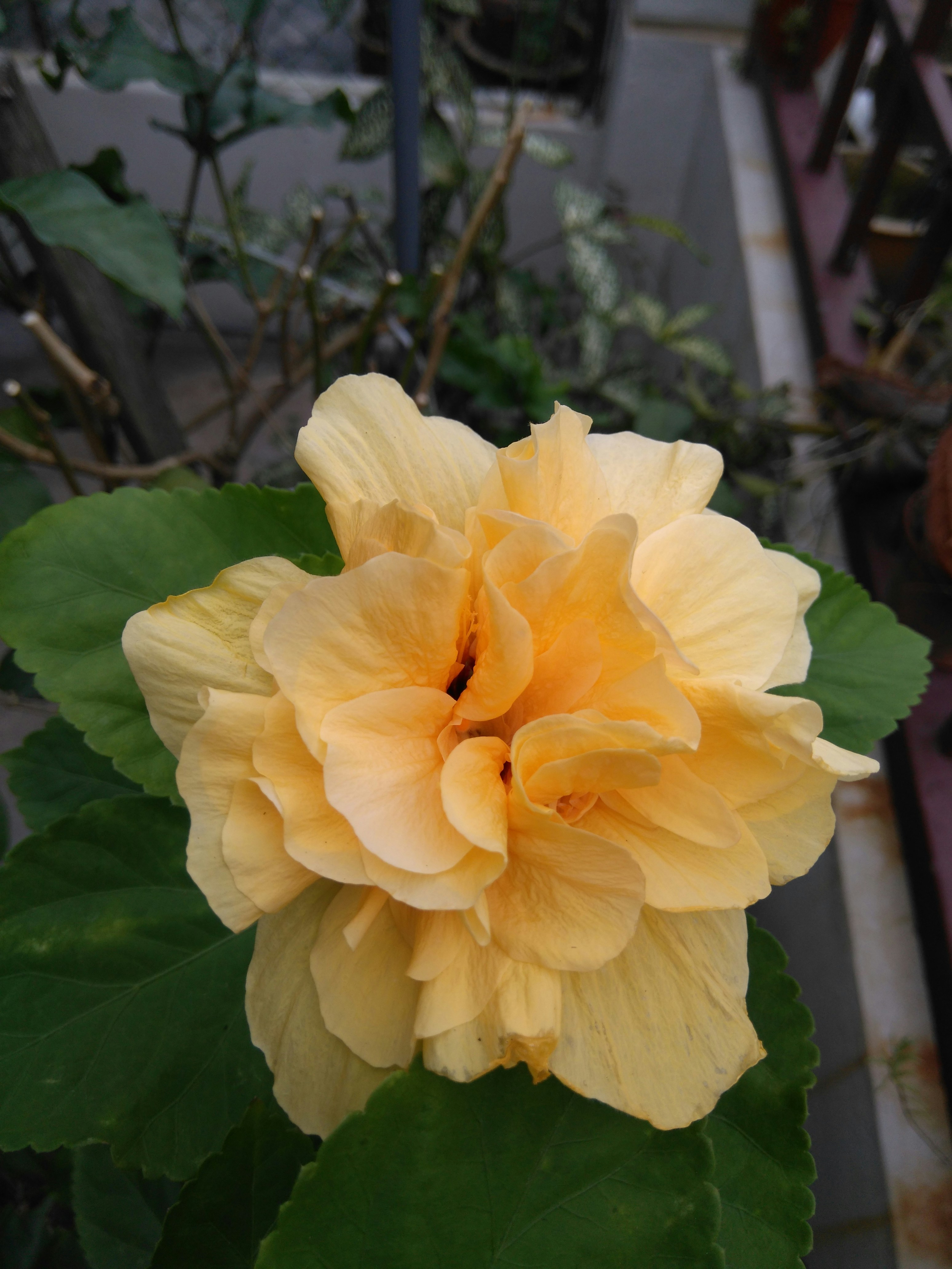 Free Unsplash photo from Piraveen Ashwinath