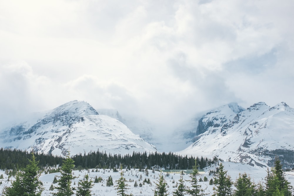 trees near mountain under cloudy sky during day time