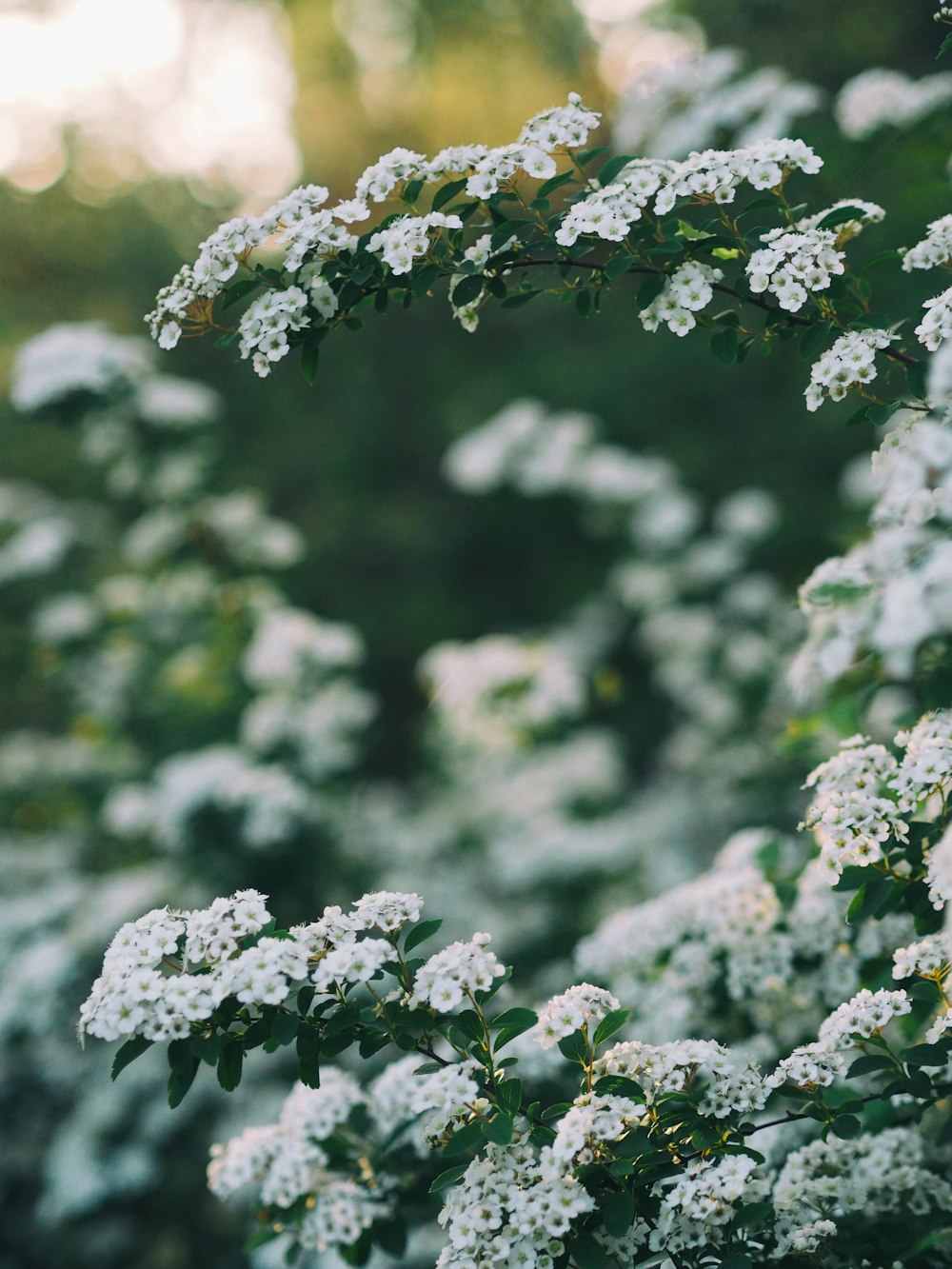 foto de flores brancas durante o dia