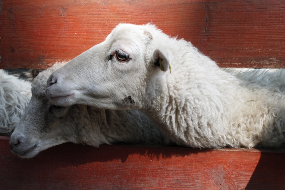 two white sheeps