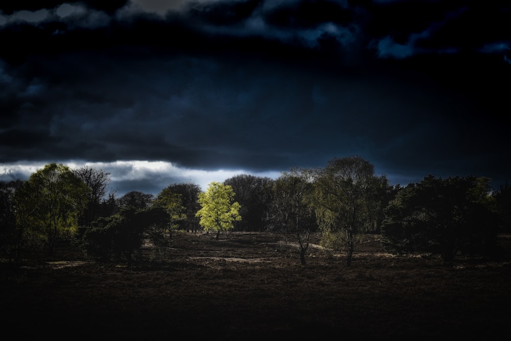 green trees under blue and dark sky