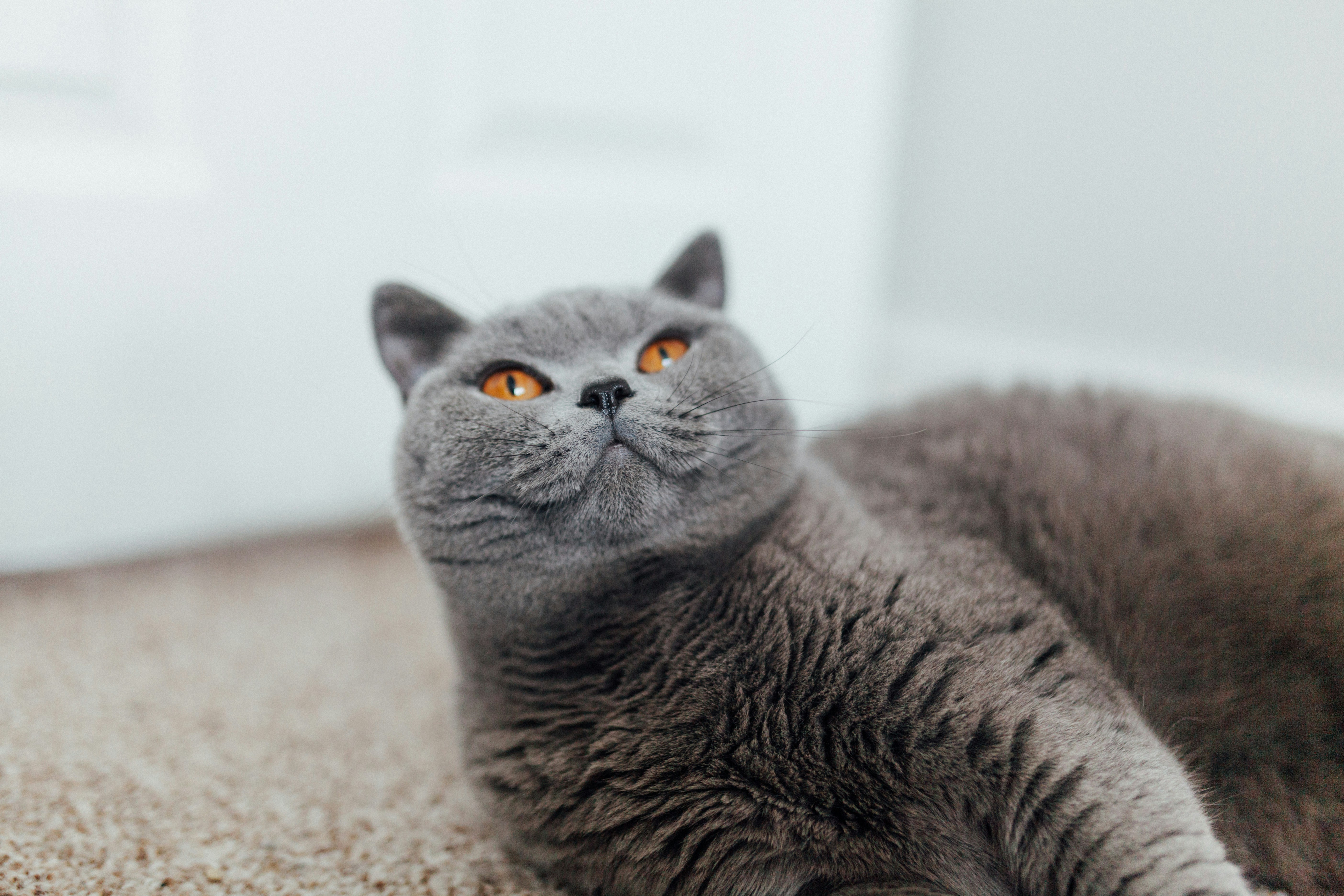 Free Unsplash photo from Josh Couch