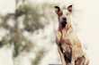 Happy dog refraining from barking while sitting next to owner