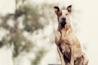 Happy dog refraining from barking while sitting next to owner