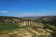 Wide shot of rolling hills with olive trees under a cloudy sky in the Italian countryside.