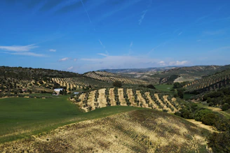 Rolling olive groves under a warm afternoon sun with distant hills beyond.