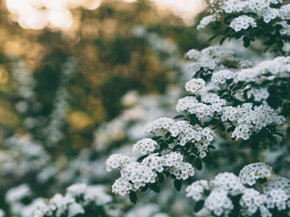 hallow focus photography of white flowers