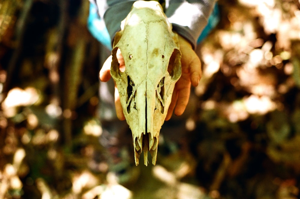 persona sosteniendo el cráneo de un animal