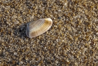 Close-up of a delicate seashell resting on soft, textured sand with a handwritten label beside it.