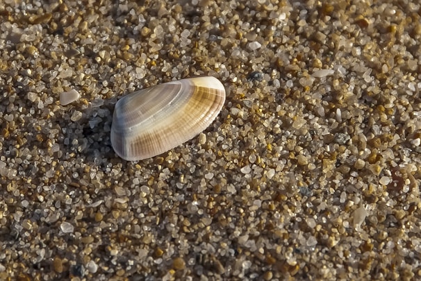 Close-up of a delicate seashell resting on soft, textured sand with a handwritten label beside it.