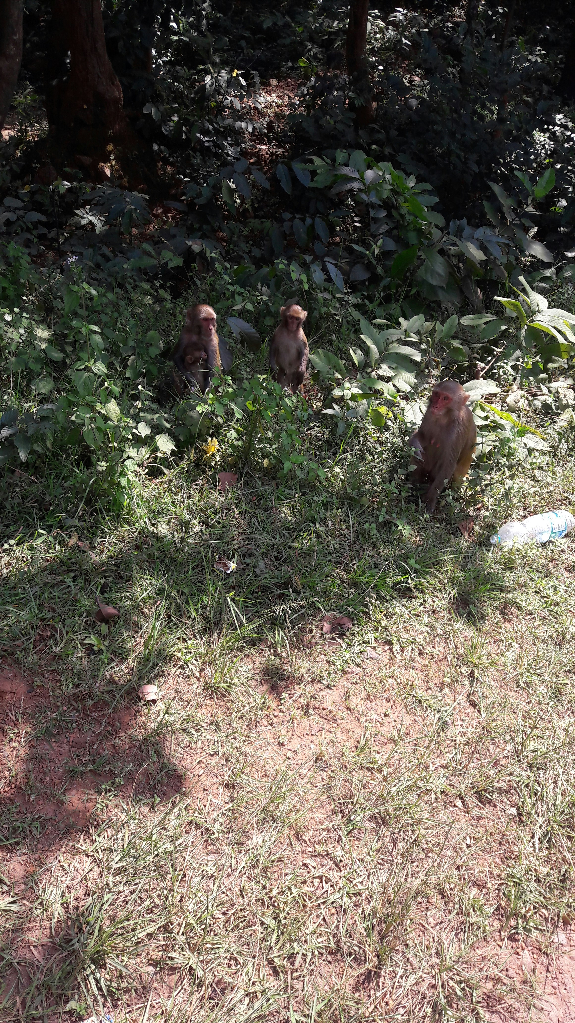 Free Unsplash photo from santosh sahoo