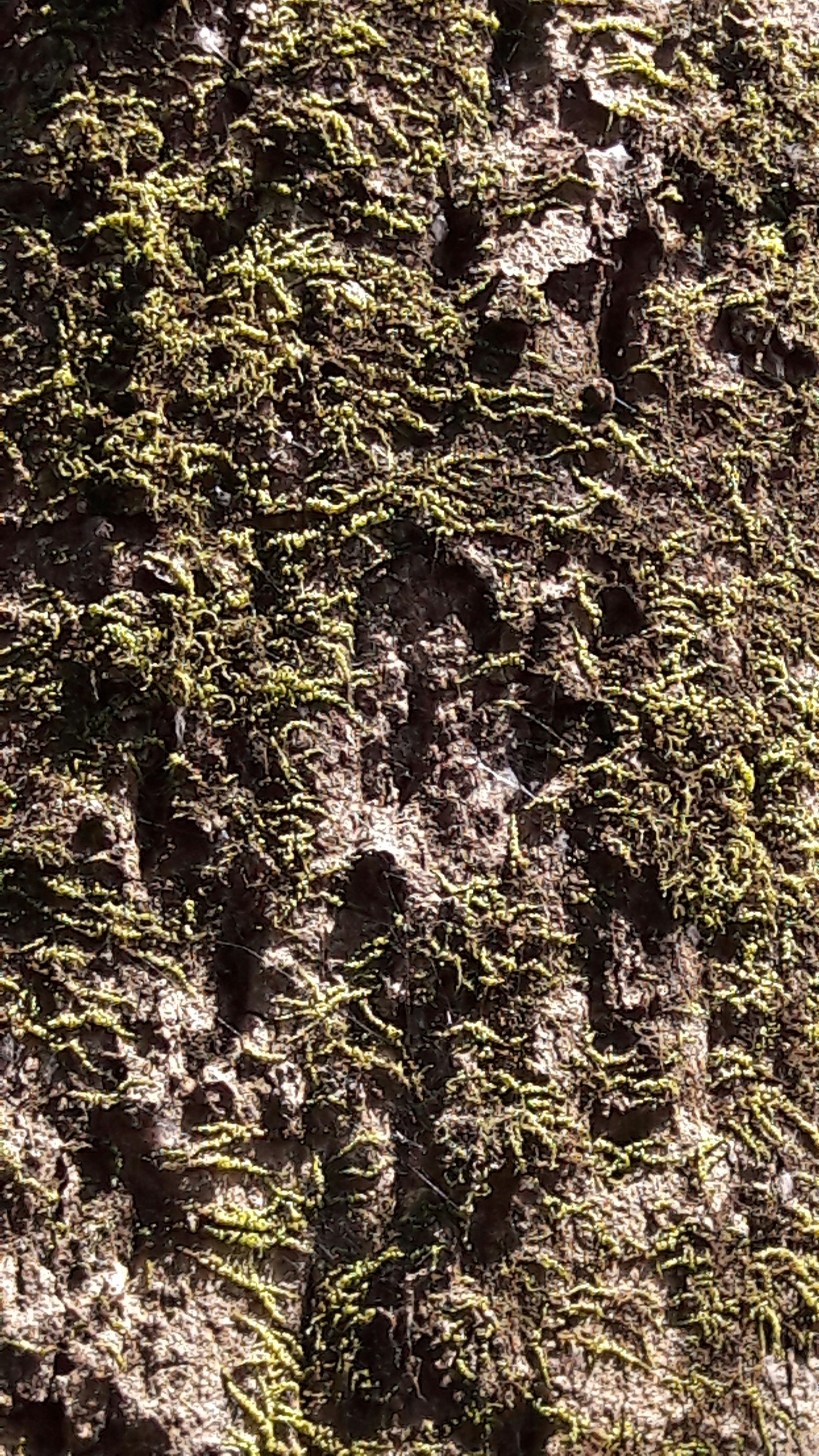 Free Unsplash photo from santosh sahoo