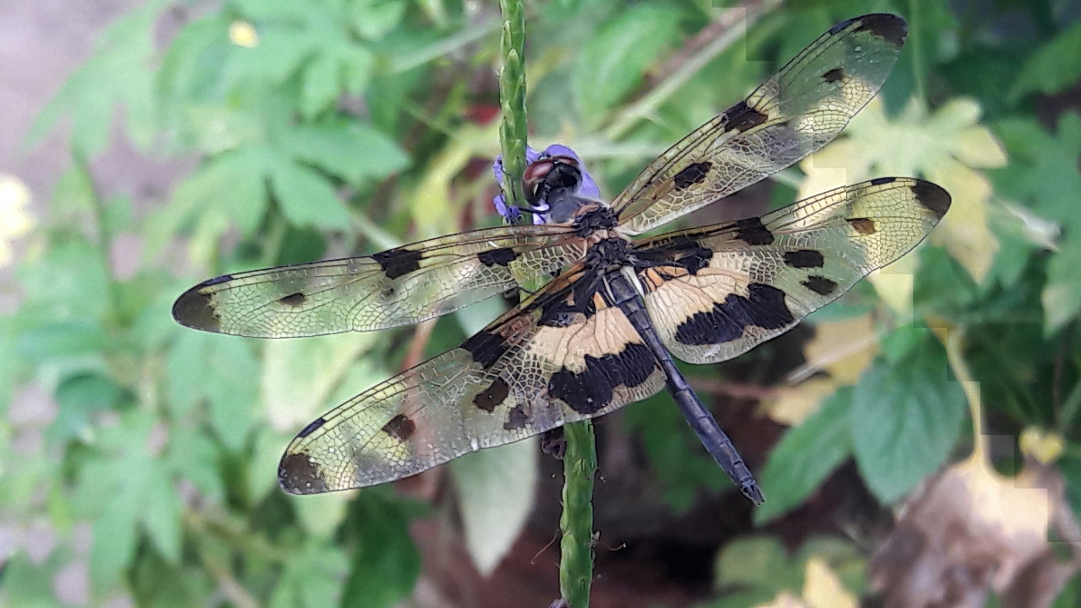 Free Unsplash photo from santosh sahoo