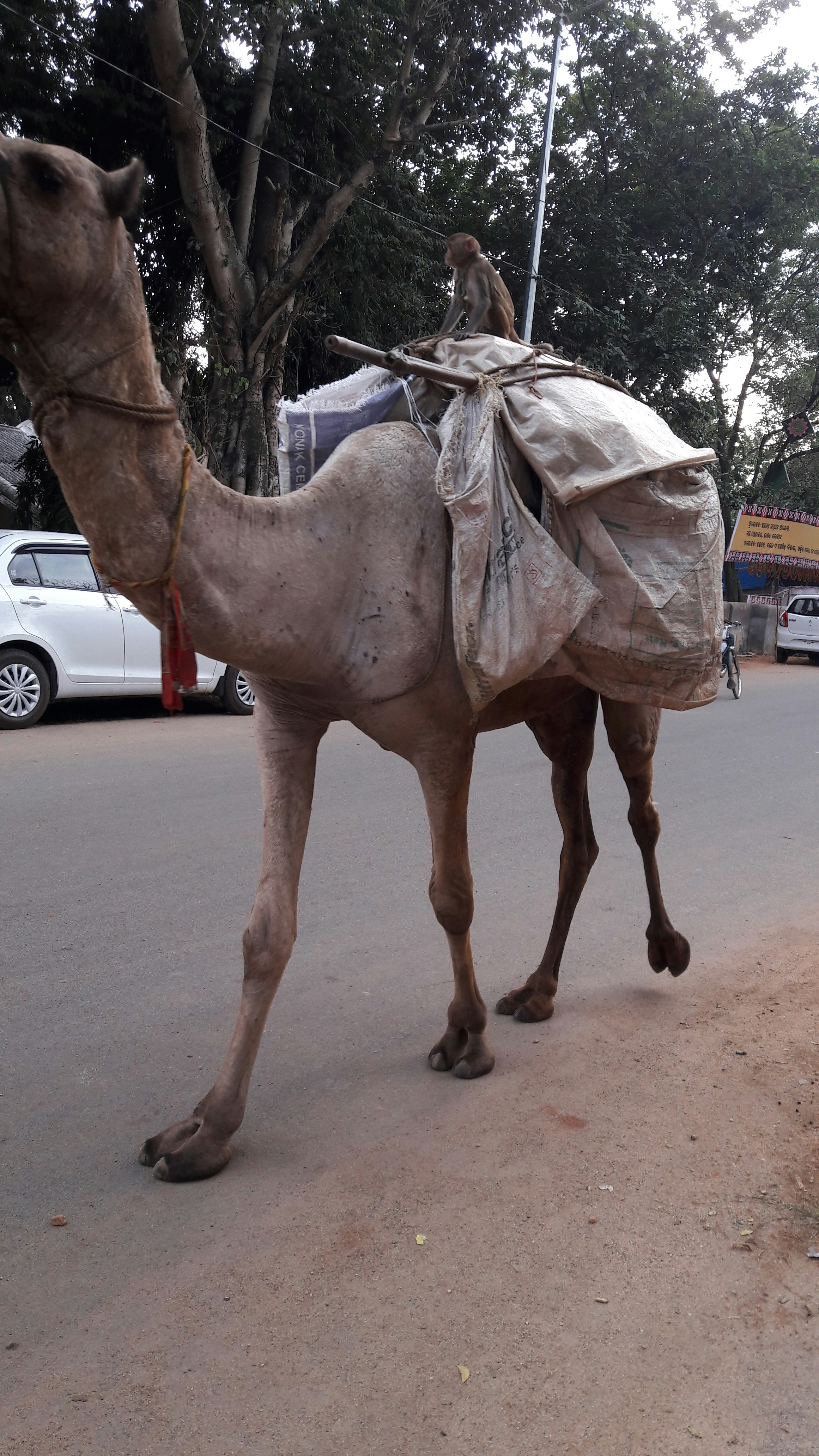 Free Unsplash photo from santosh sahoo