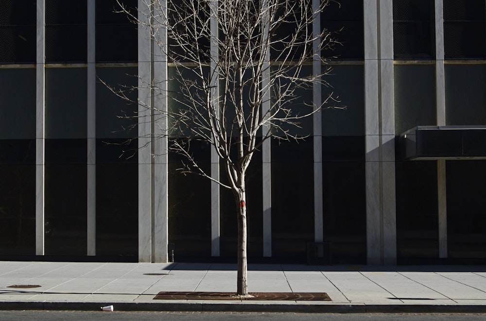 alone bare tree planted on sidewalk