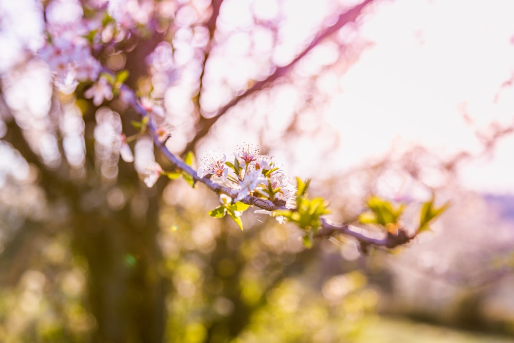 tilt shift photo of pink flower