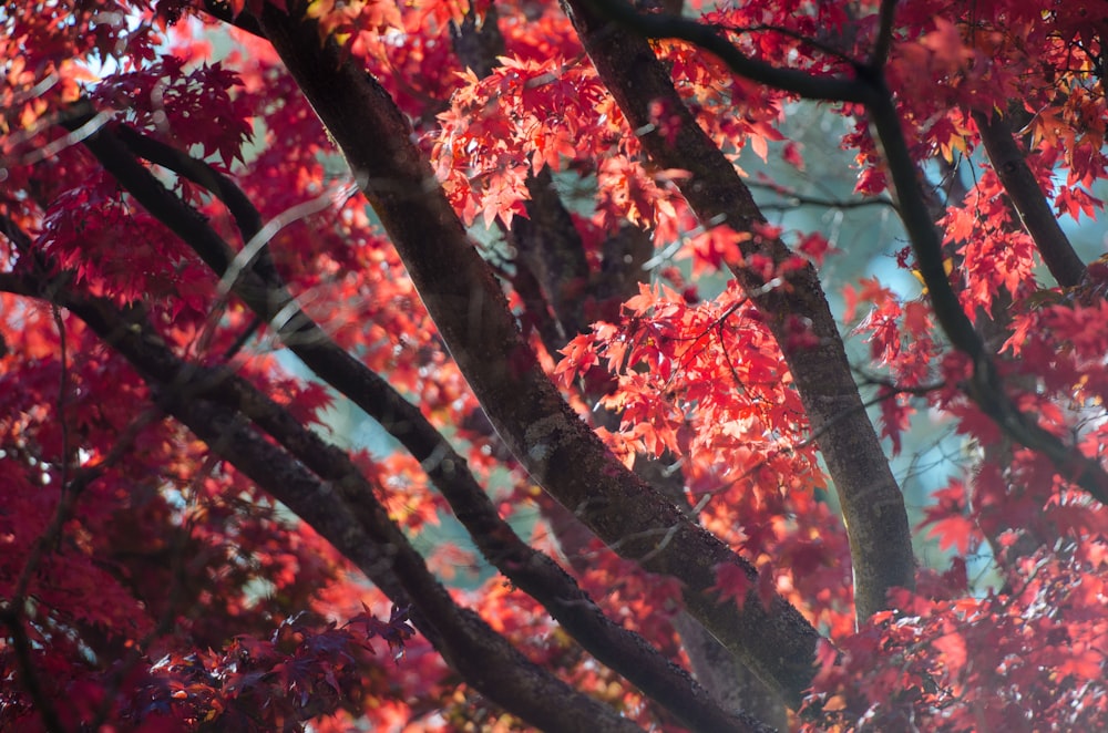 close up photo of maple tree