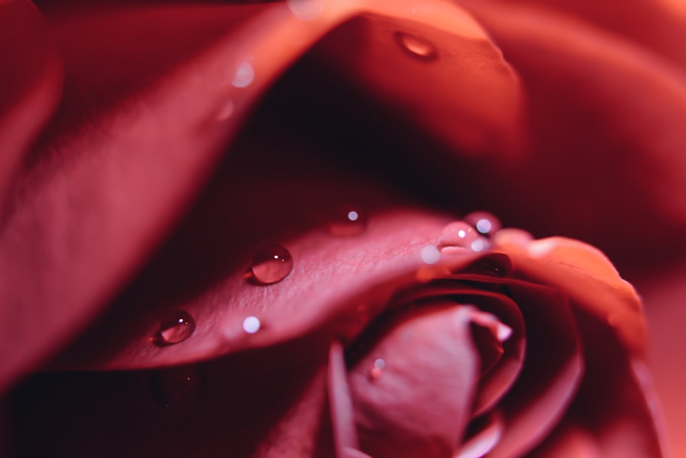 macro photo of red rose with water