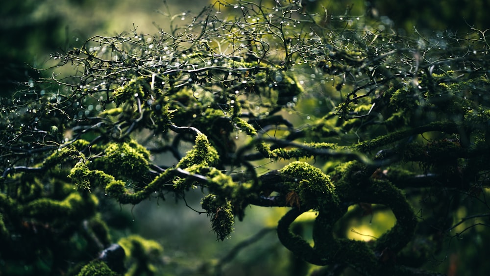 selective focus photo of moss on plant branches
