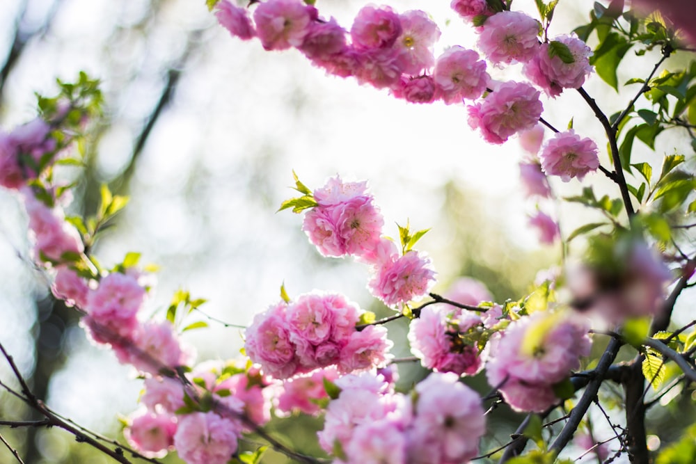 Foto macro de flor de cerezo