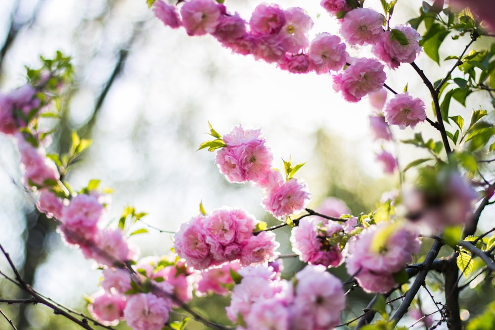 macro shot of cherry blossom