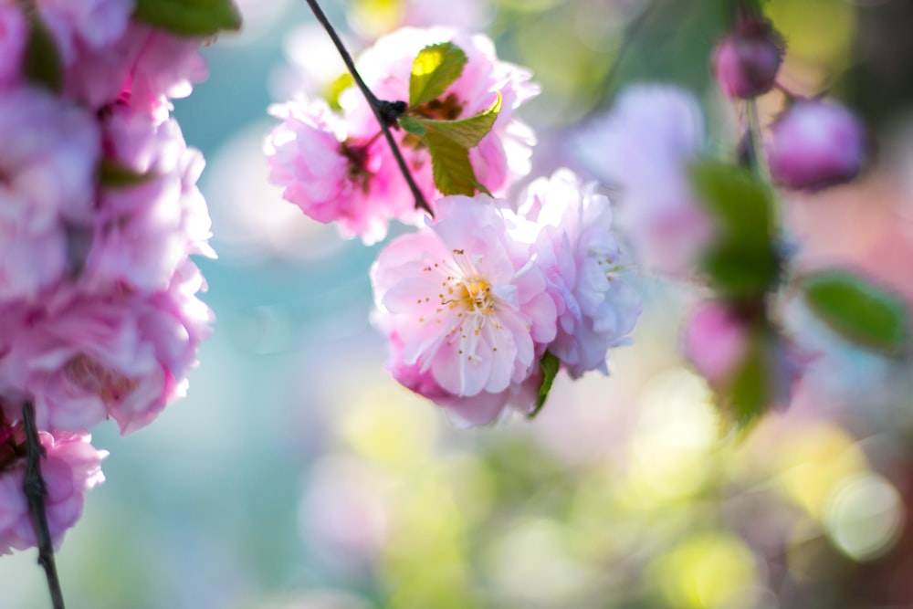 pink flowers in tree